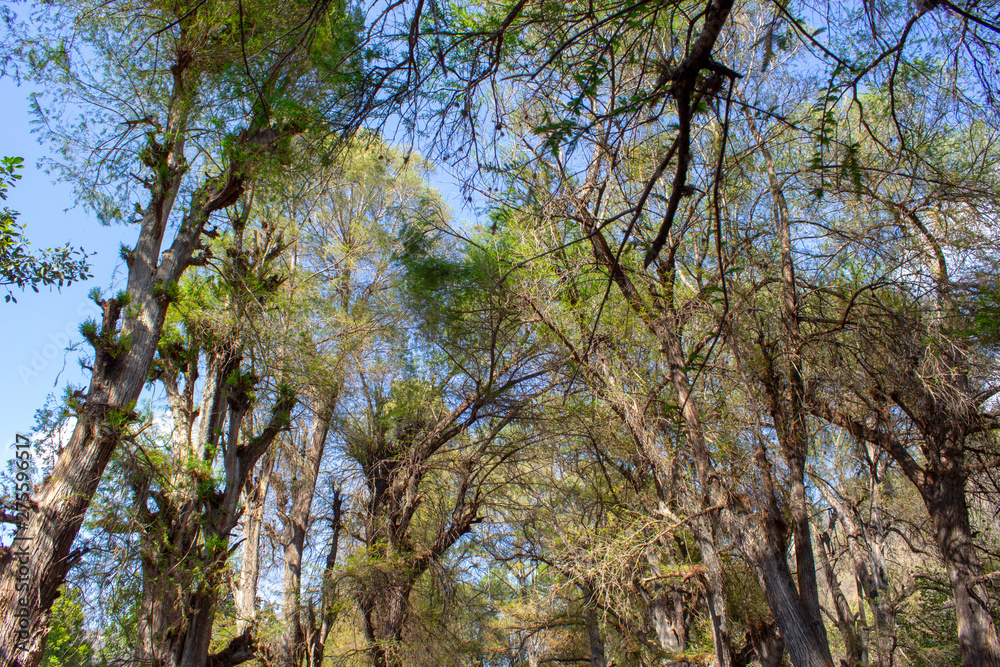 Obraz premium Landscape. Mystery forest.