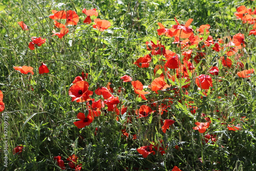 Hintergrund Sommer - wunderschöne Wiese mit leuchtenden, roten Klatschmohn
