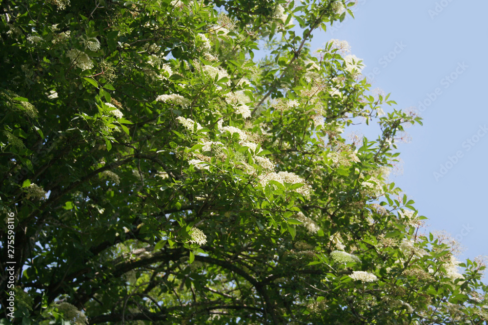 Fototapeta premium Elderberry white flowers on branch against blue sky. Sambucus tree in bloom in springtime