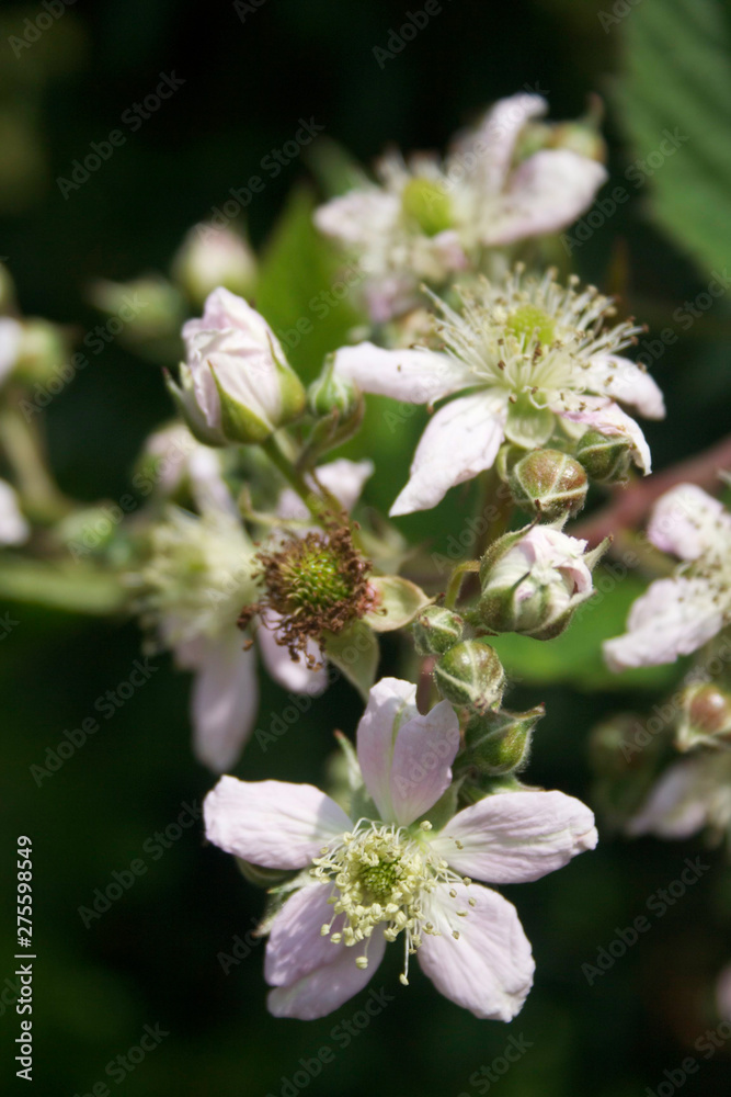 Pale pink Blackberry flowers on branch  in summer. Rubus fruticosus