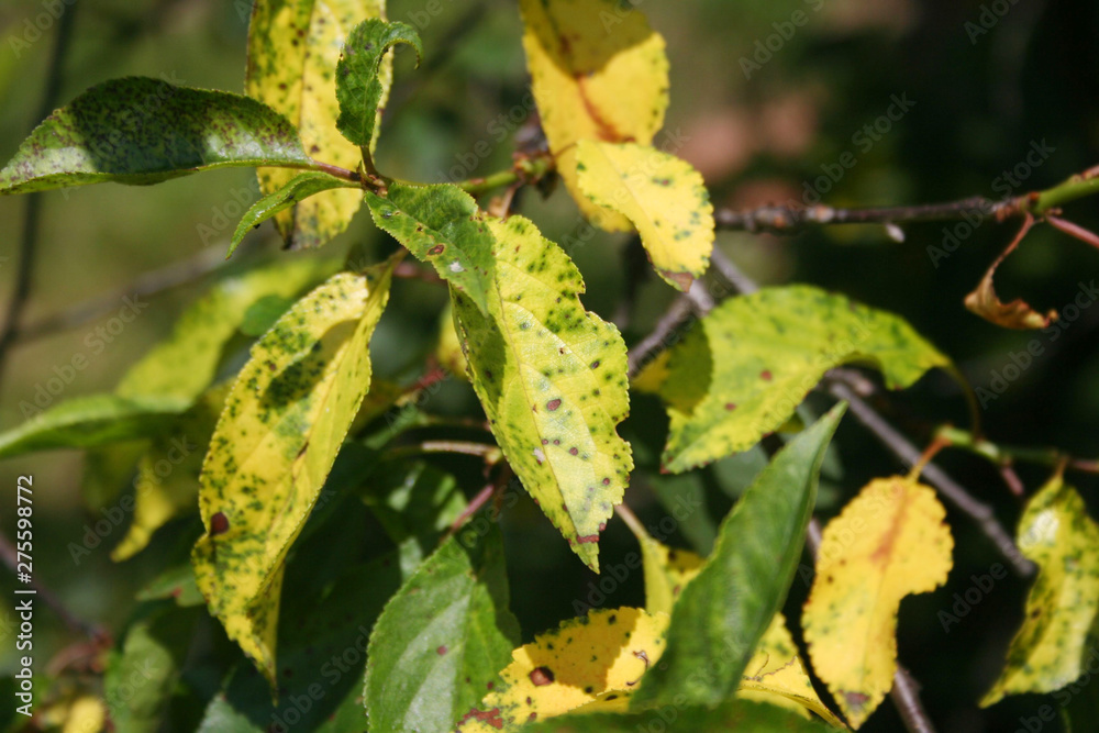 Sour cherry tree with disease in summer. Illness on Prunus cerasus Sour cherry tree with disease in summer. Illness on Prunus cerasus