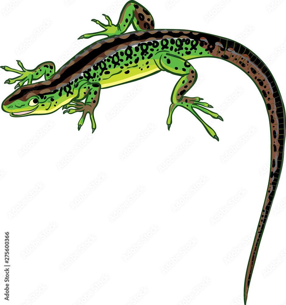Obraz premium green lizard with a long tail smiles