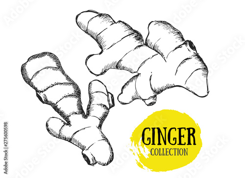 Ginger set. Hand drawn outline style.