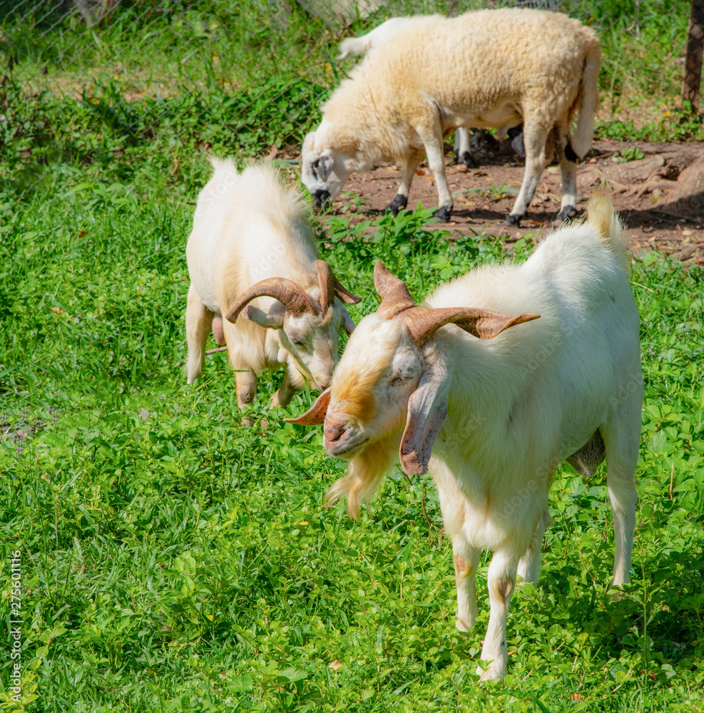 Obraz premium white goat on a meadow