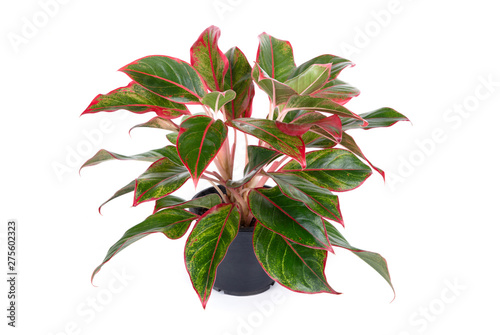 Aglaonema modestum(Chinese Evergreen) houseplant with pink leaves in black flowerpot isolated on white background photo