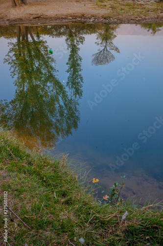 reflections of trees in a pond