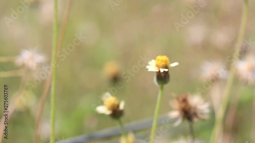 The bees suck up the nectar, the basis for honey, using their proboscis and store it in their honey stomach. Pollen, which contains a lot of protein and is primarily 