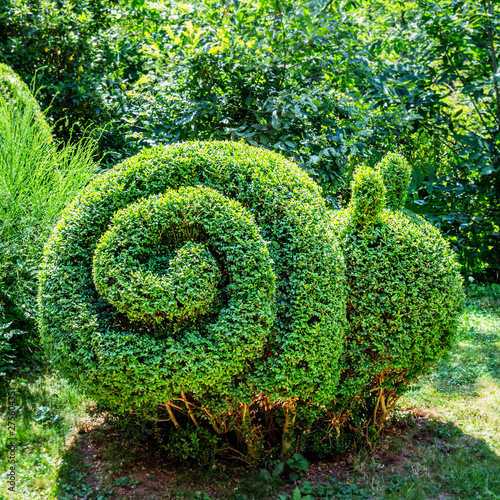 Snail shaped Boxwood Bush grows in garden. Small Bush trimmed in snail shape. Pruning Boxwood Shrub. Topiary tree, close up photo