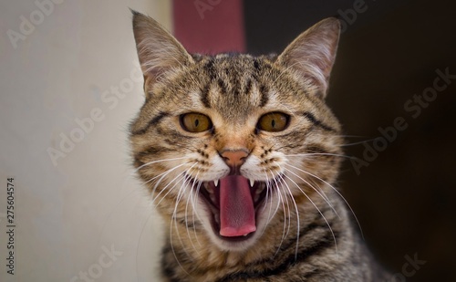 an angry cat looking at the camera © Muhammad