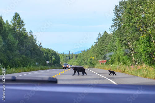 Black bear with small baby cub crossing george parks highway road in Denali State park, Alaska, United States, North America