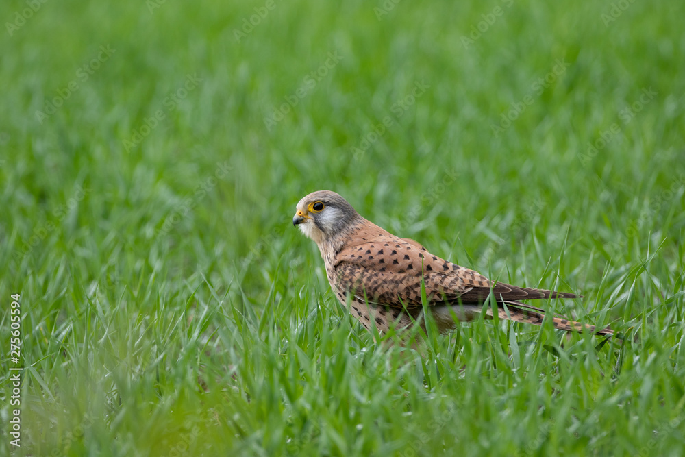 Fototapeta premium Turmfalke
