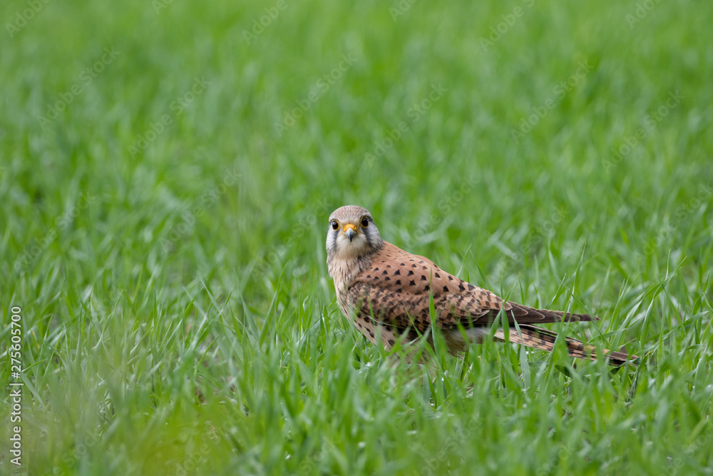 Turmfalke