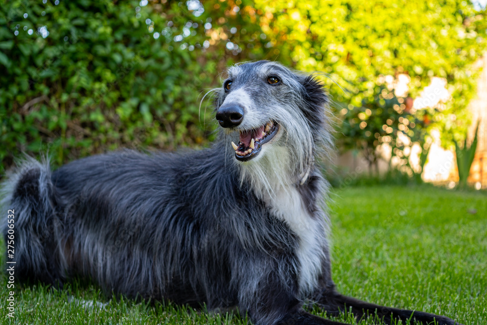 Fototapeta premium Portrait of greyhound in grass