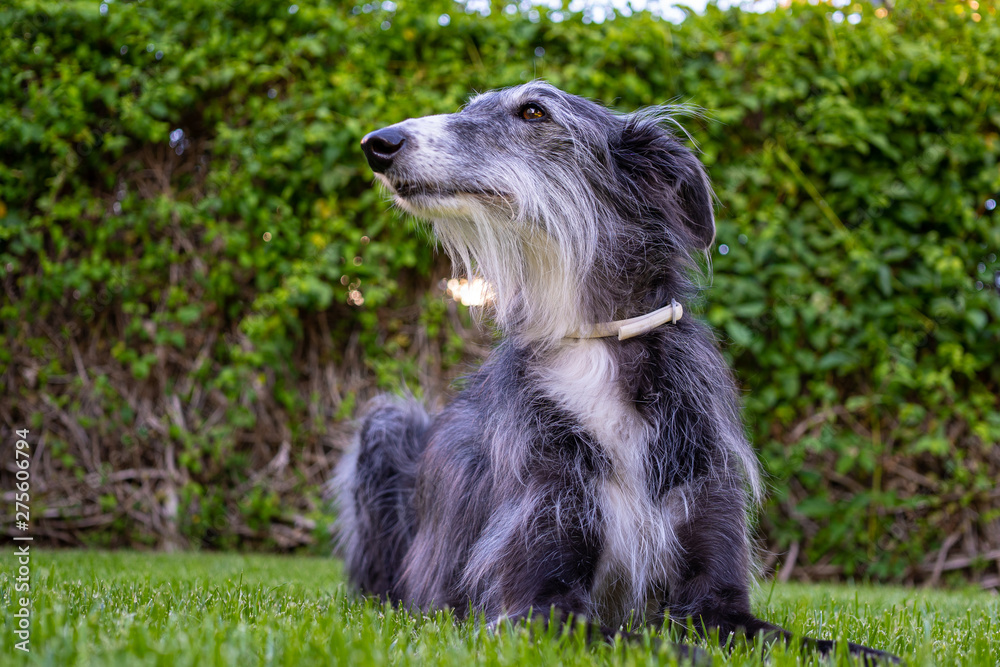 Portrait of greyhound in grass Portrait of greyhound in grass