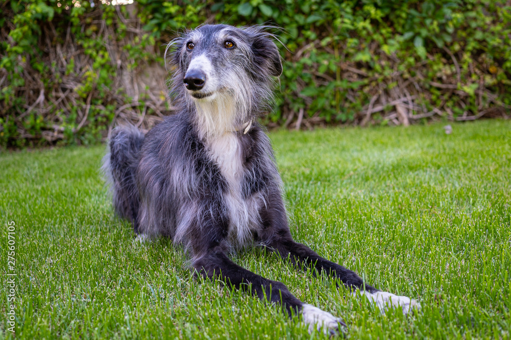 Fototapeta premium Portrait of greyhound in grass