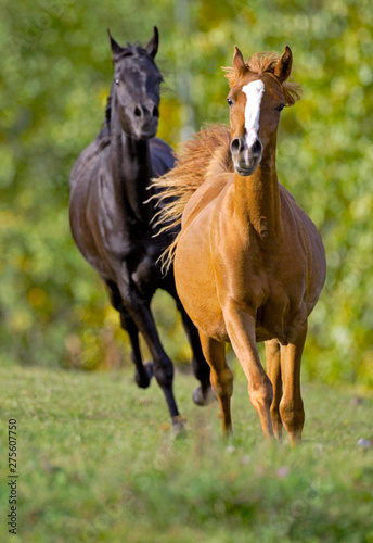 Two Horses running playing in summer meadow.