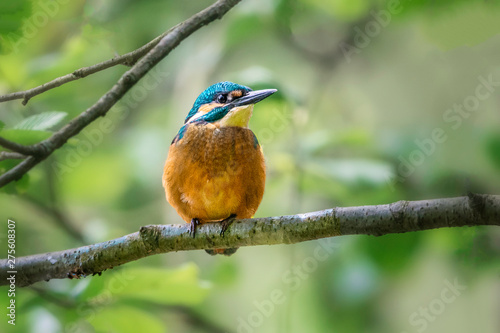 Eisvogel unterm Blätterdach