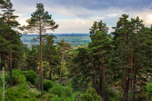 Forest in spring