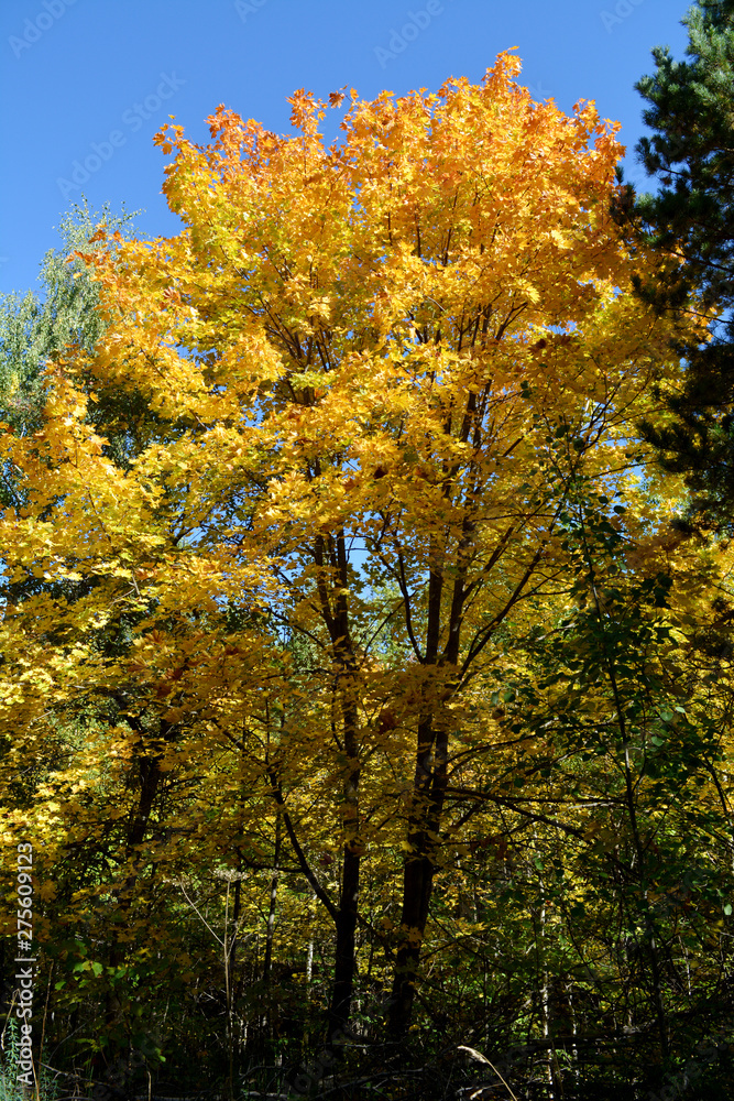 Maple tree with yellow foliage in green forest. Sunny day in autumn.