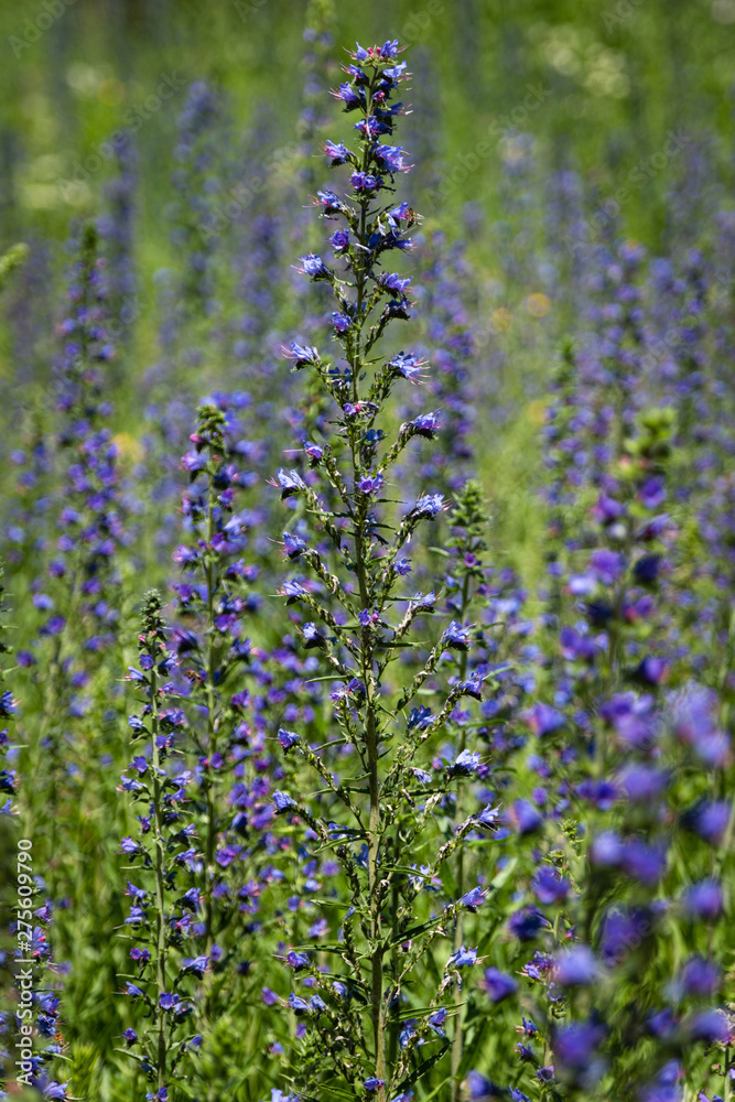 Fototapeta premium Fleurs bleues