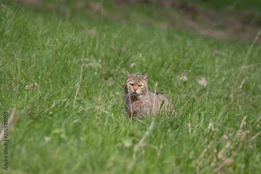 Wildkatze Wildkatze