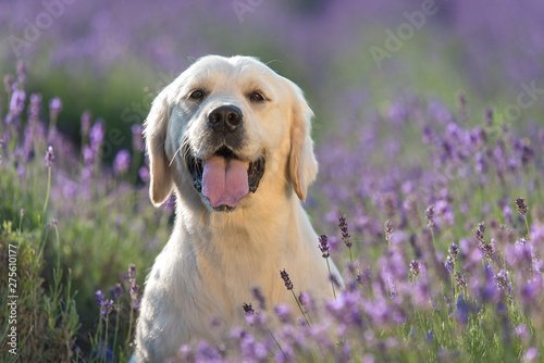 Golden Retriever dog in the lavender field