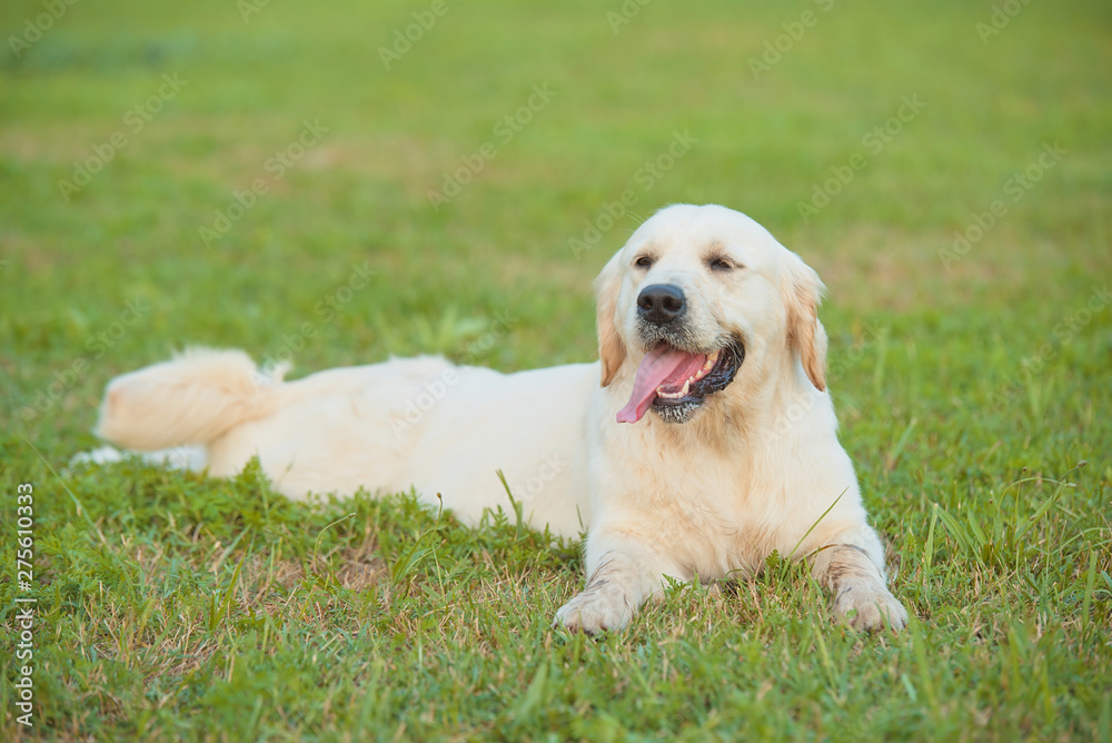 Beauty golden retriever dog resting in the park Beauty golden retriever dog resting in the park