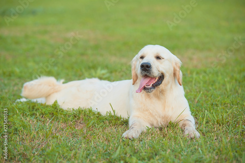 Beauty golden retriever dog resting in the park