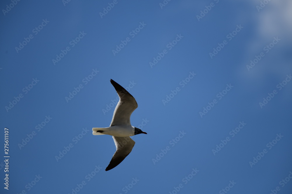 seabird flying on a sunny day at a beach seabird flying on a sunny day at a beach