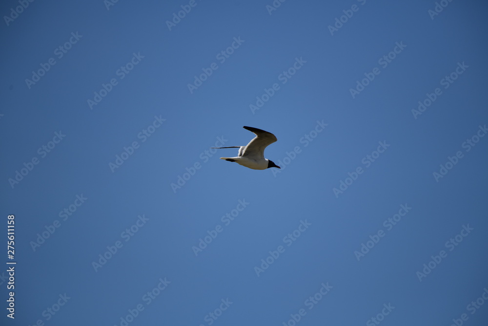 seabird flying on a sunny day at a beach seabird flying on a sunny day at a beach