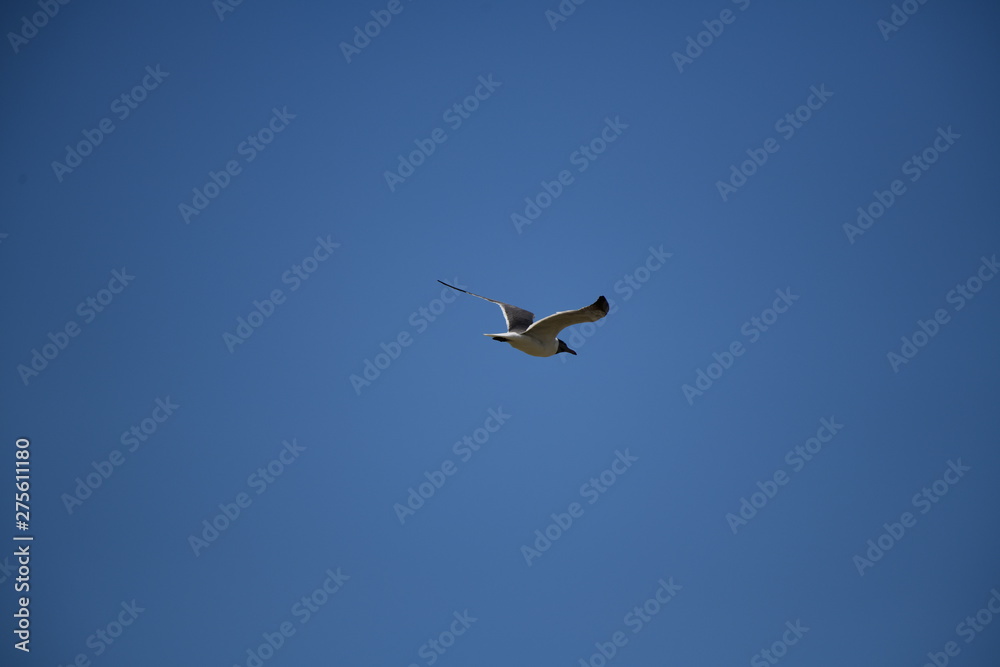 seabird flying on a sunny day at a beach