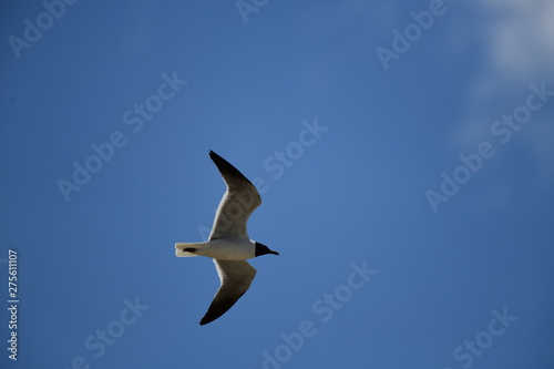 seabird flying on a sunny day at a beach