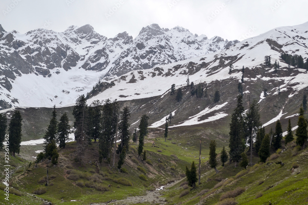 green meadow glacier and snow mountains