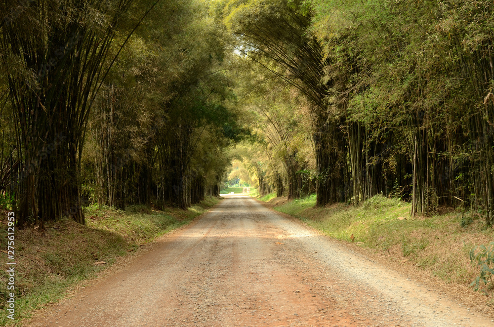 Fototapeta premium Bamboo forest tunnel Beautiful natural