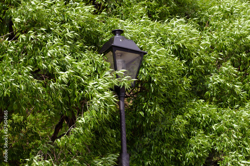 lantern hiding in the trees