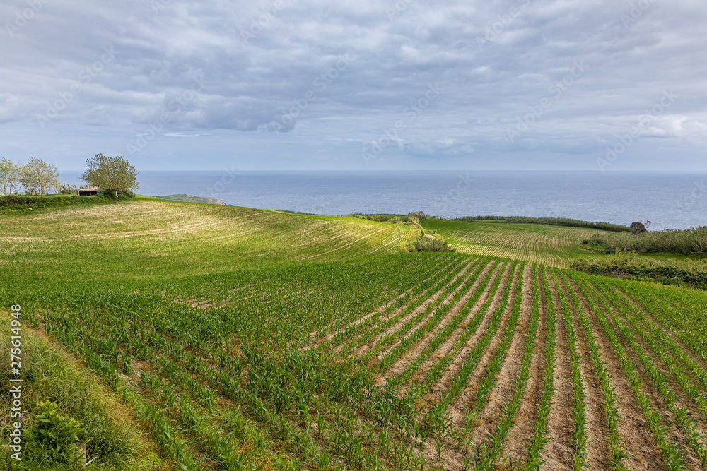 Agrocultures in the north of Sao Miguel Island over the Atlantic, Azores