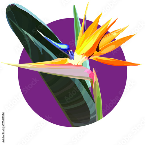 Strelitzia Reginae orange tropical flower bouquets vector set. Green leaves, orange and violet blossom design set. South African plant, so called crane flower or bird of paradise. 