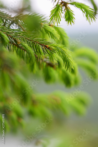 Pine tree branches with blurred background 