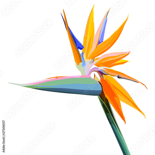 Strelitzia Reginae orange tropical flower bouquets. Vector illustration
