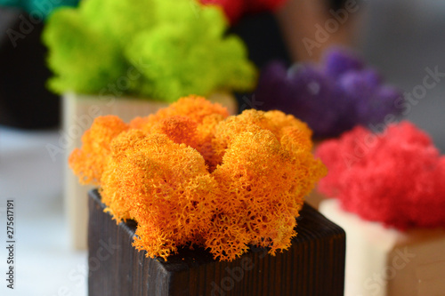 hydrolyzed colorful moss for indoor decoration photo