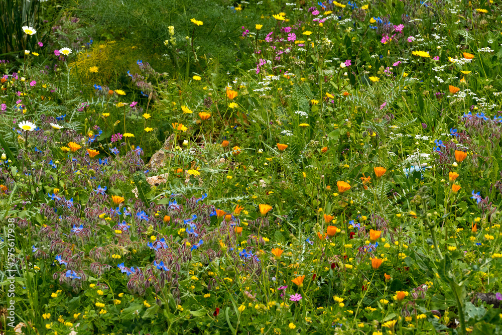 Colorful wild flowers blooming in tne fields of the Oasi dello Zingaro natural reserve, San Vito Lo Capo, Sicily