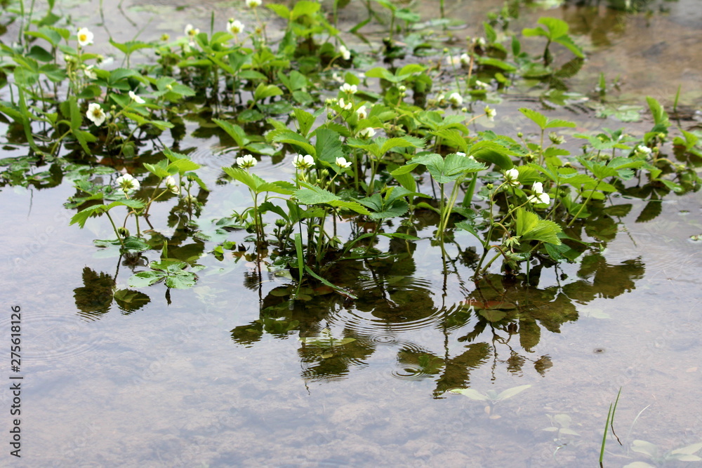 Naklejka premium Strawberry or Garden strawberry plants planted in flooded local urban garden surrounded with other plants and clear flood water on rainy spring day