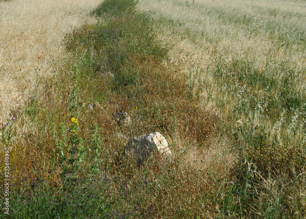 Fototapeta premium champs de céréales en Espagne.