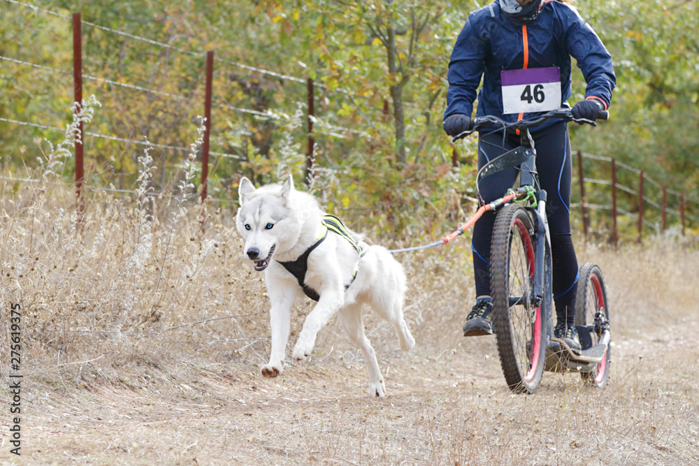 Dogs and its musher taking part in a popular canicross with a diggler  mountain scooter. Stock-Foto | Adobe Stock