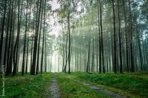 Footpath in the misty fores...