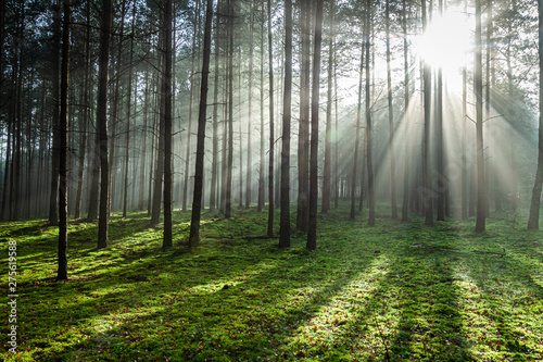 Misty forest at sunrise in ...