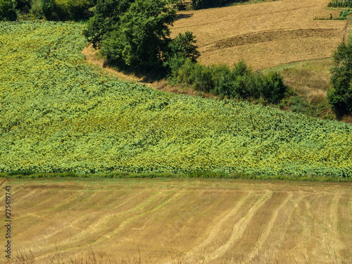 Wallpaper Mural typical landscape of central Italy. . Torontodigital.ca