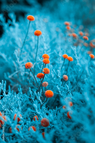 Craspedia billy buttons flowers in garden infrared colors closeup selective focus background