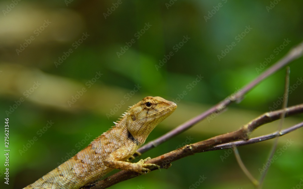 chameleon looking in nature in thailand chameleon looking in nature in thailand