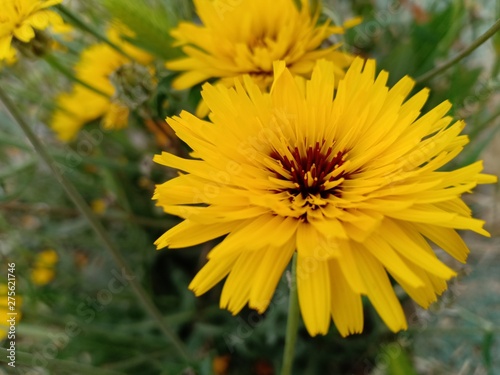 yellow flowers in the garden